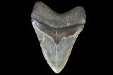 Megalodon Tooth - North Carolina #67154-2